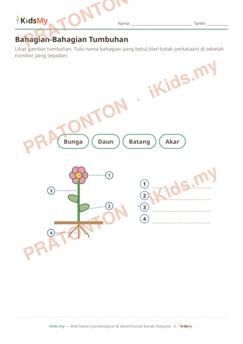Pratonton muka 1 lembaran Bahagian-Bahagian Tumbuhan — Sains Tadika (2-6)