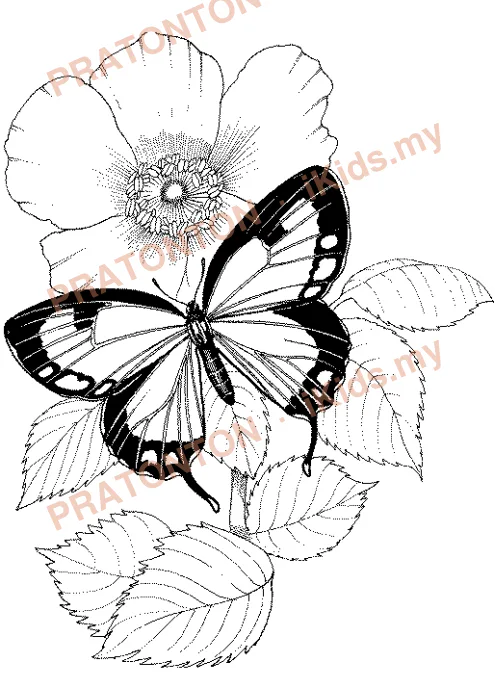 Pratonton muka 39 lembaran Butterfly Coloring Book — Mewarna Anak Istimewa