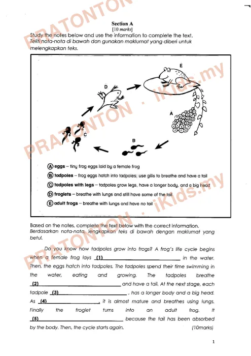 Pratonton muka 1 lembaran English Final Year Test 12 — Bahasa Inggeris Tahun 4