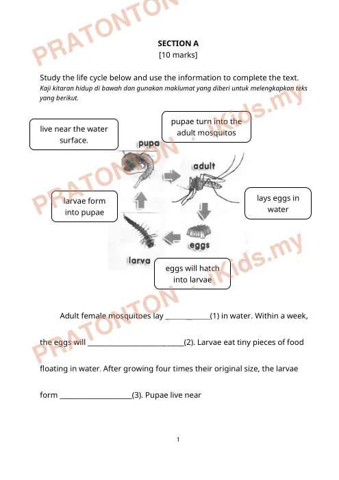 Pratonton muka 1 lembaran English Test Section A 2 — Bahasa Inggeris Tahun 4