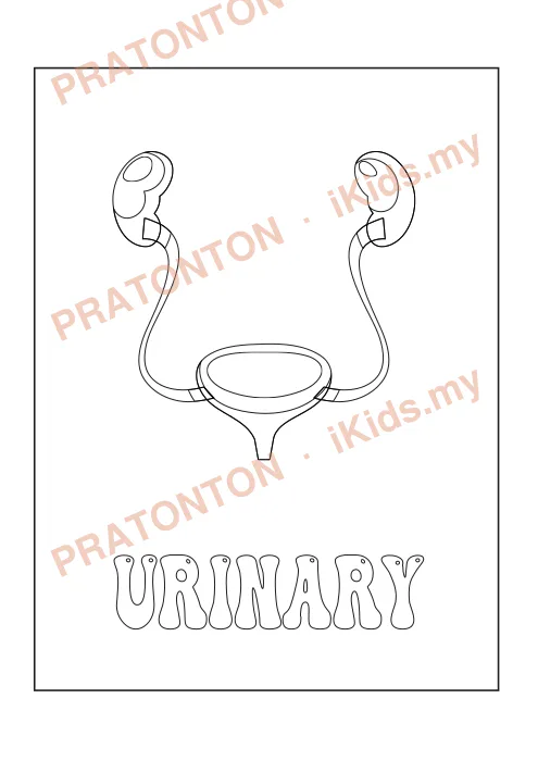 Pratonton muka 19 lembaran Human Body System — Sains Tahun 4