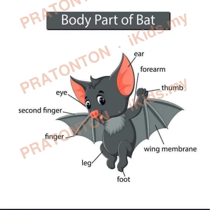 Pratonton muka 13 lembaran Latihan Sains Tahun 1 — Sains Tahun 1