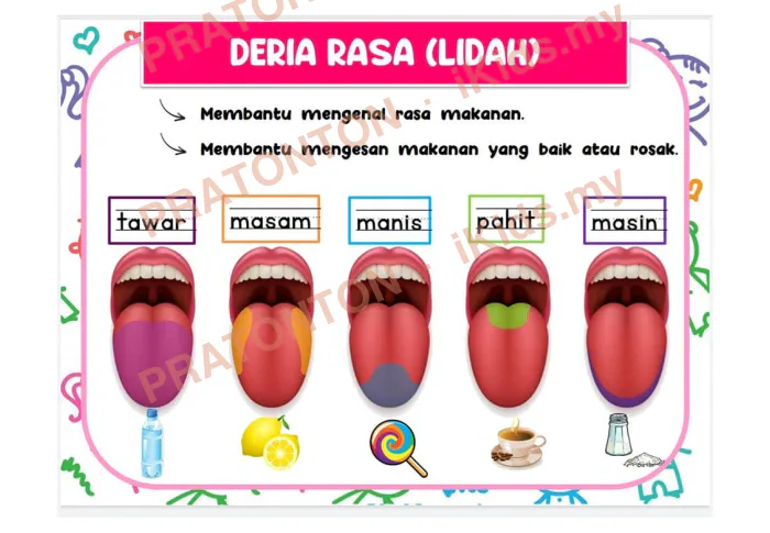 Pratonton muka 4 lembaran Latihan Sains Tahun 1 — Sains Tahun 1