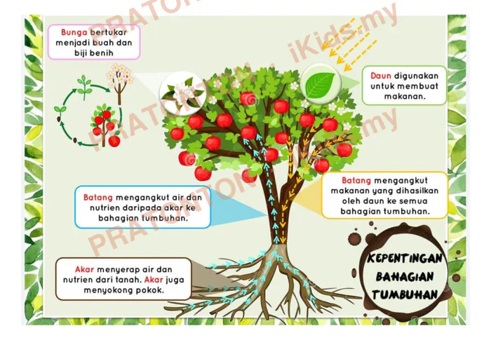 Pratonton muka 6 lembaran Latihan Sains Tahun 1 — Sains Tahun 1