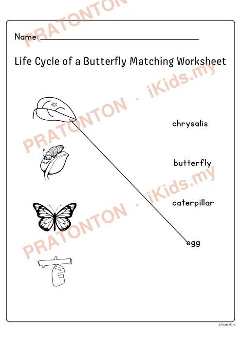 Pratonton muka 11 lembaran Life Cycle of a Butterfly — Sains Anak Istimewa