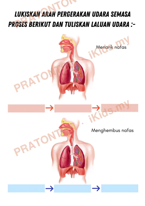 Pratonton muka 5 lembaran Manusia — Sains Tahun 4