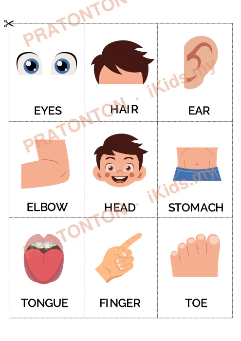 Pratonton muka 2 lembaran My Body Parts Boy — Sains Anak Istimewa