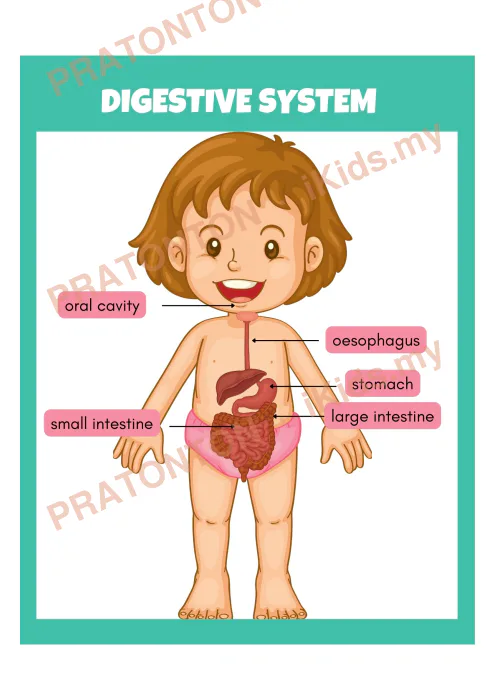 Pratonton muka 1 lembaran Poster Sistem Pencernaan — Sains Tahun 4