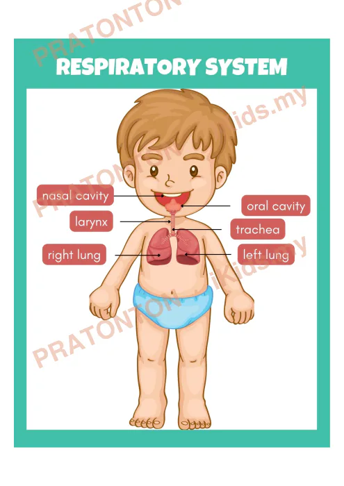 Pratonton muka 1 lembaran Sistem pernafasan berlabel — Sains Tahun 5